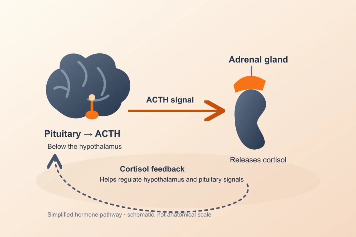 Simplified illustration of pituitary ACTH signalling to an adrenal gland and cortisol feedback to the hypothalamus and pituitary; not anatomical scale.